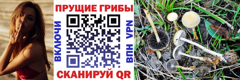 Галлюциногенные грибы мицелий  купить наркотики сайты  Будённовск 